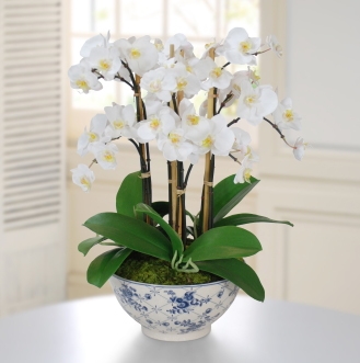 Planta Orquideas especial para regalo